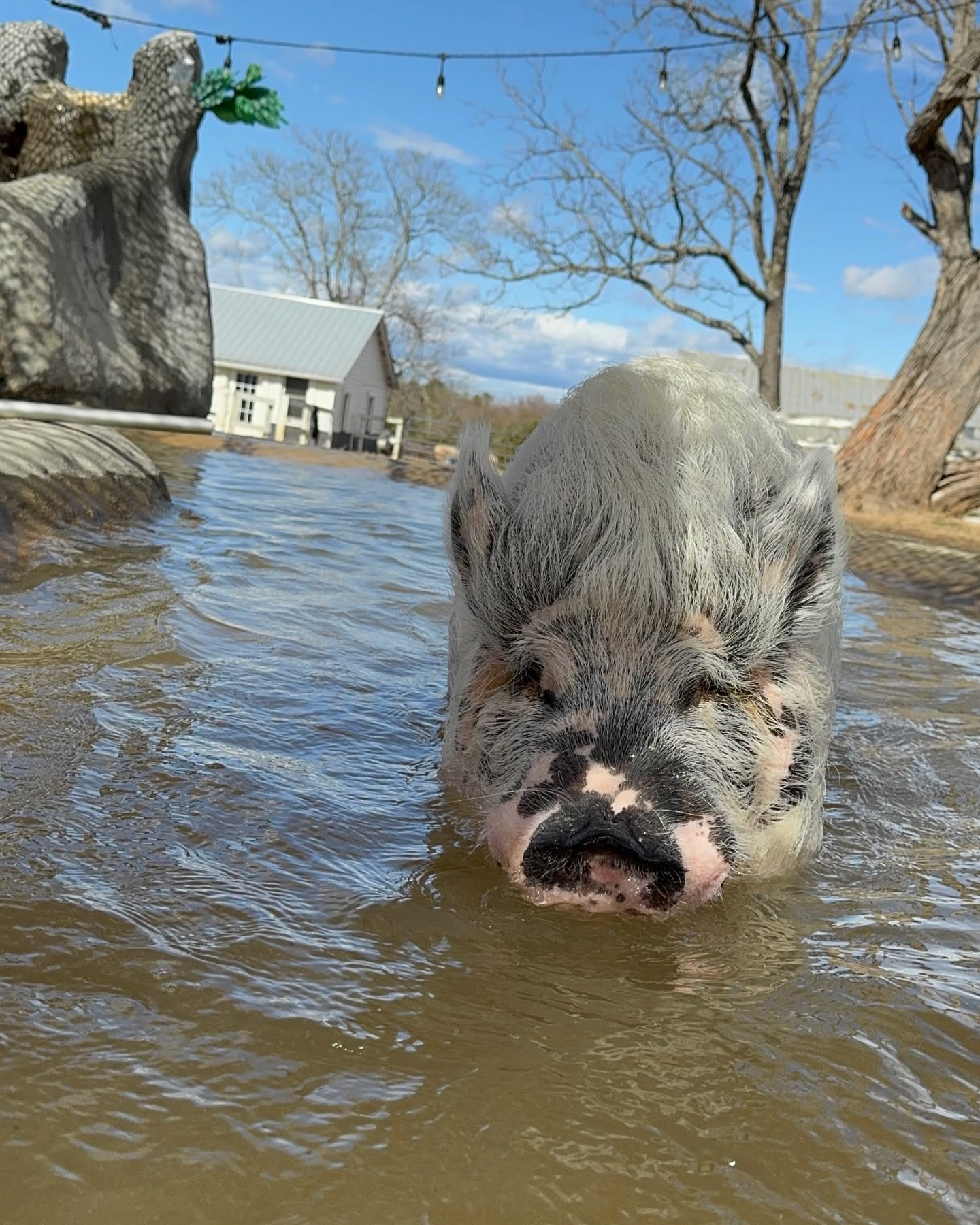 Ziggy enjoying the water at Ziggy’s Refuge