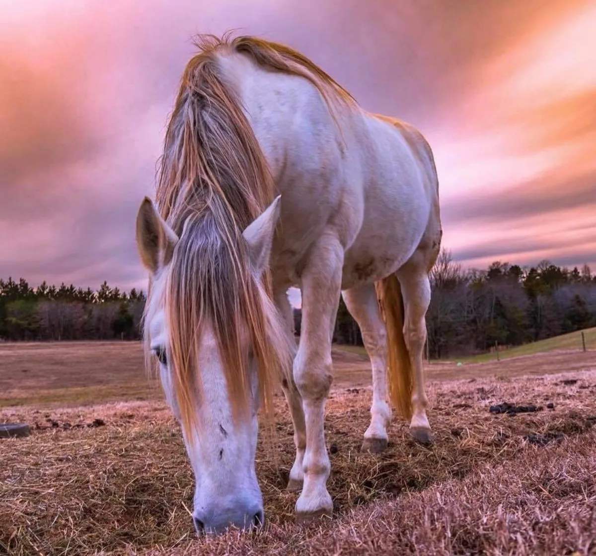 Horses at Ziggy’s Refuge