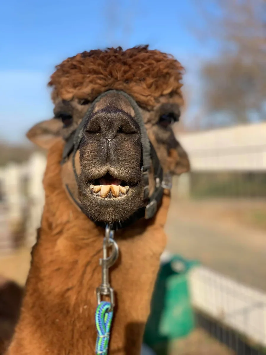Emus + Alpacas at Ziggy’s Refuge