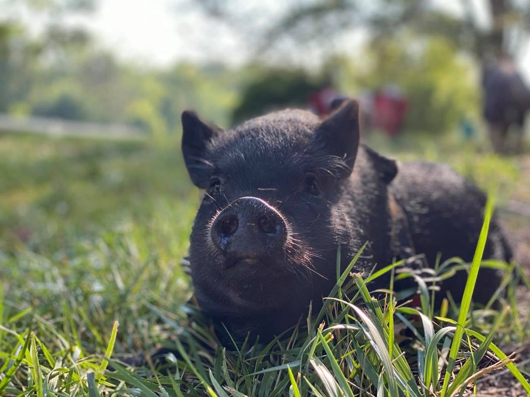 Hope at Ziggy’s Refuge
