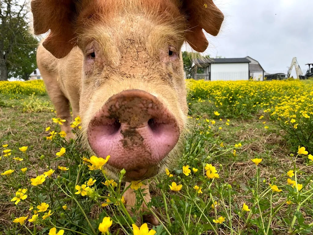 A rescued pig greeting the camera among yellow wildflowers