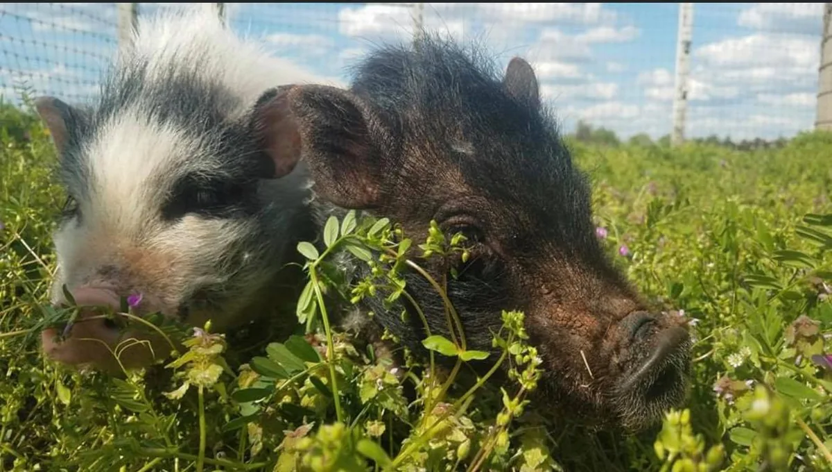 Two rescued pigs enjoying time together outdoors