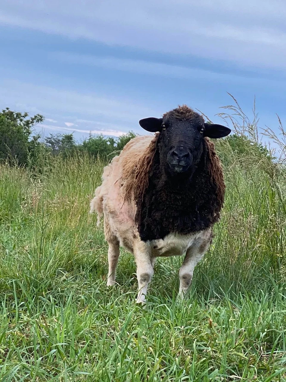 Rasta at Ziggy’s Refuge