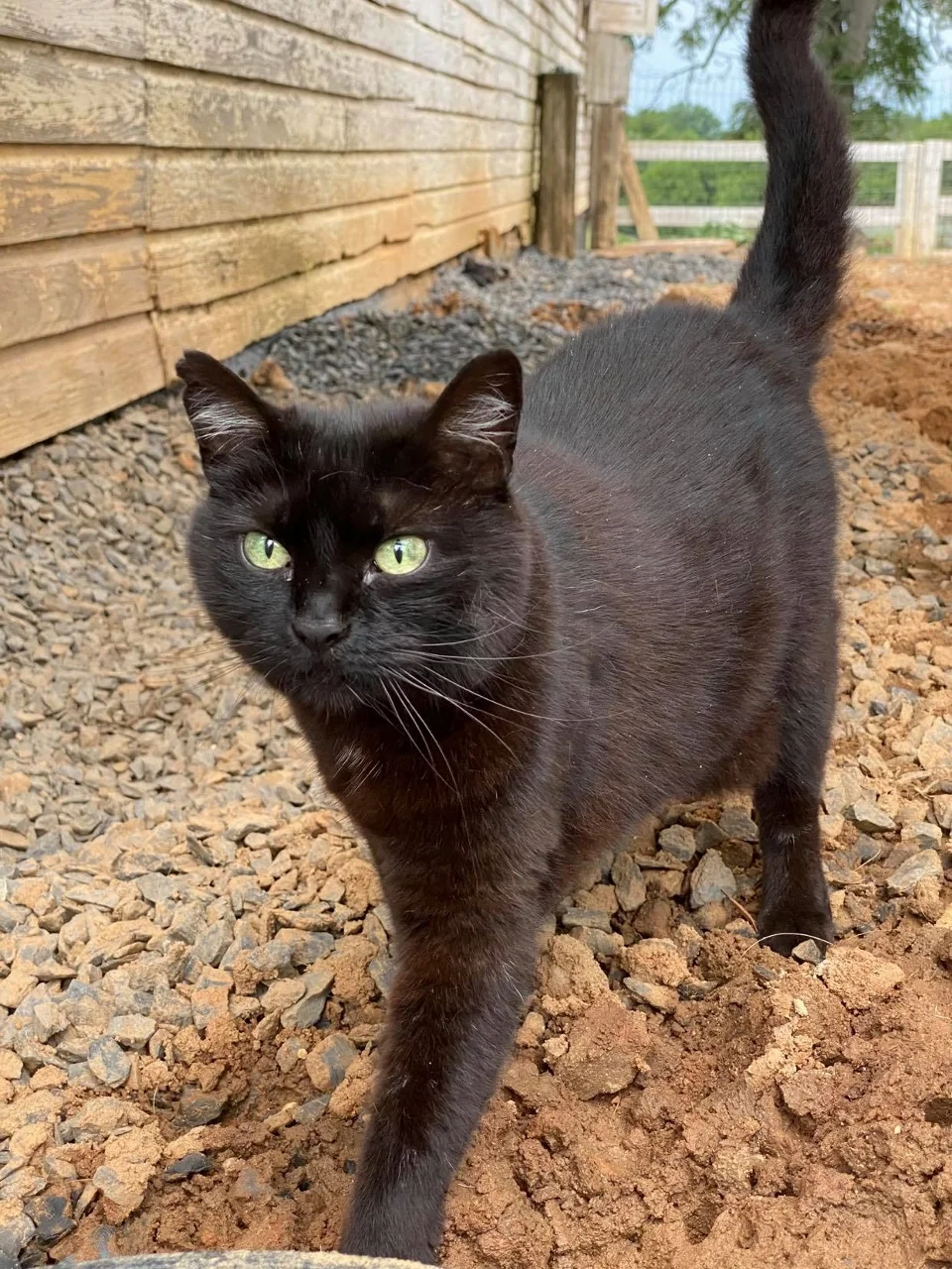 Cutie at Ziggy’s Refuge