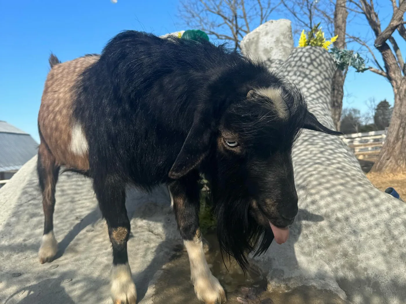 Rupert at Ziggy’s Refuge