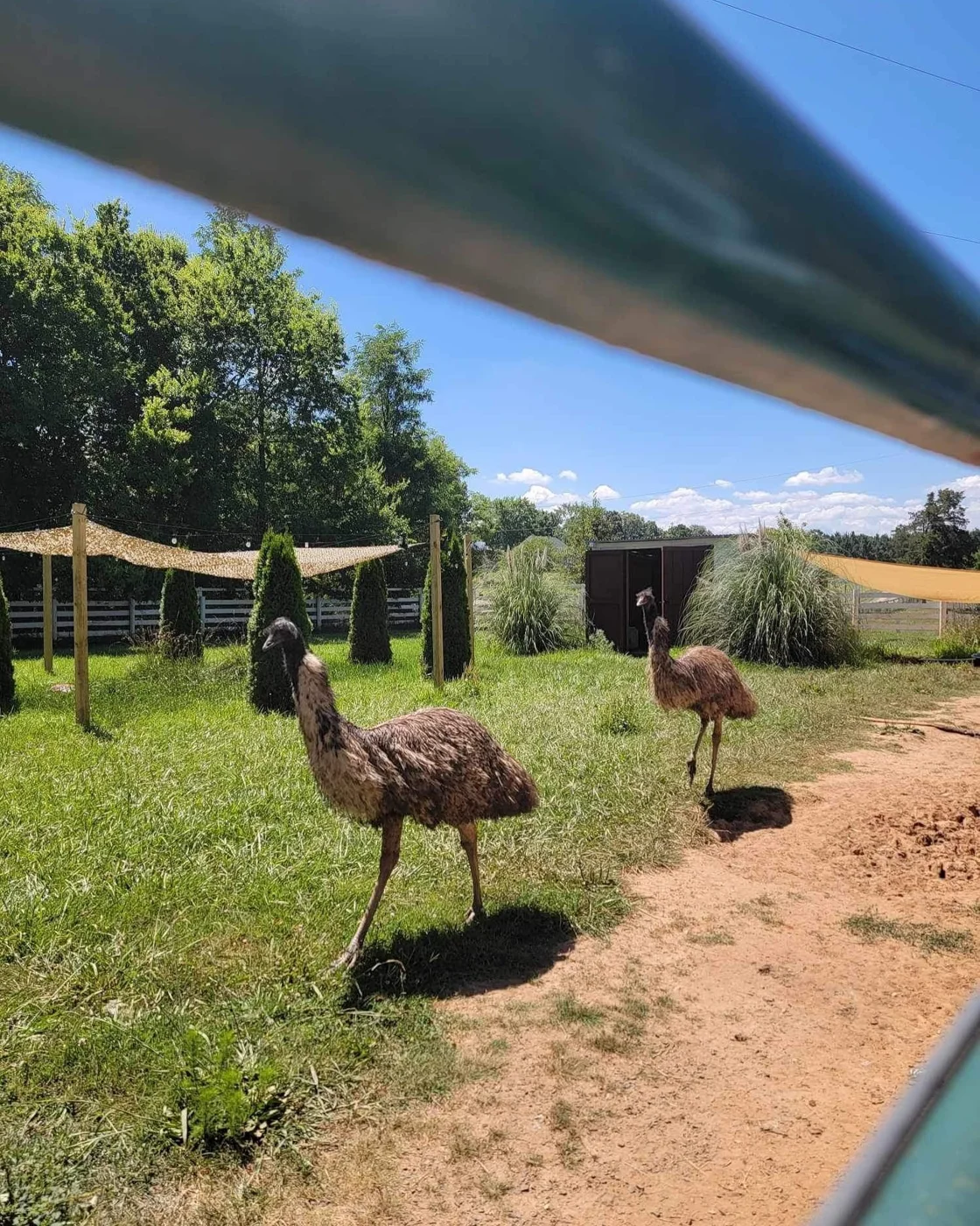 Bert & Ernie at Ziggy’s Refuge
