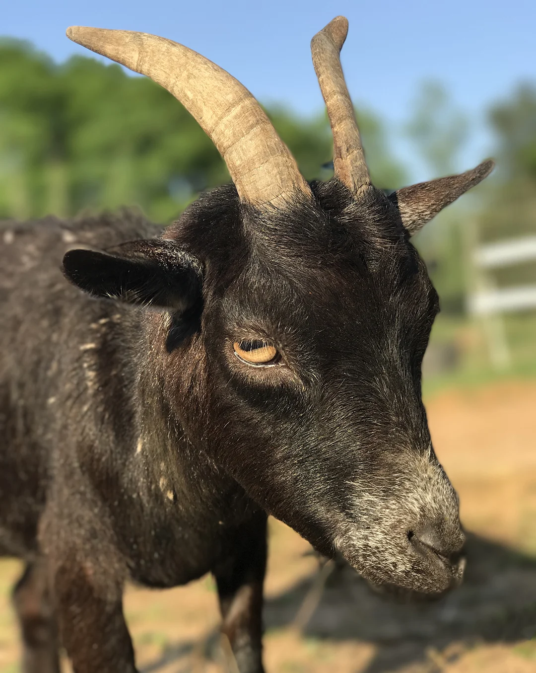 Gracie at Ziggy’s Refuge