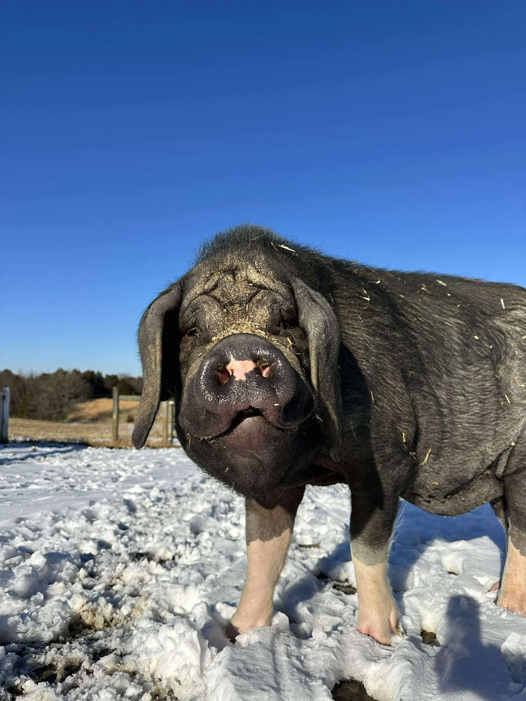 Wilbur (Meishan) at Ziggy’s Refuge