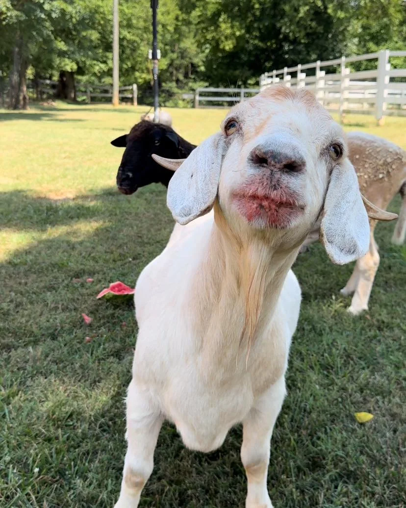 Daisy Mae at Ziggy’s Refuge