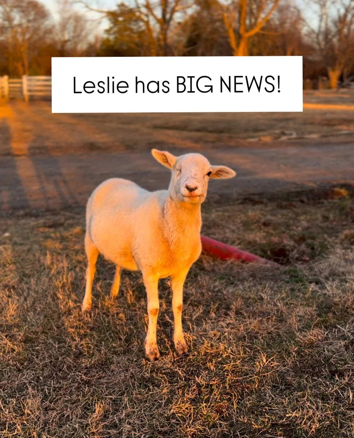 Leslie at Ziggy’s Refuge